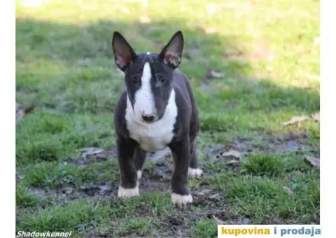 Mini Bull Terijer štenci - 4/13