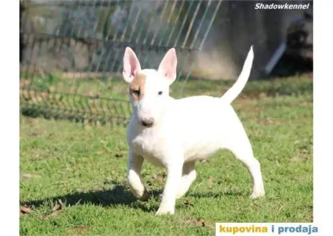 Mini Bull Terijer štenci - 5/13