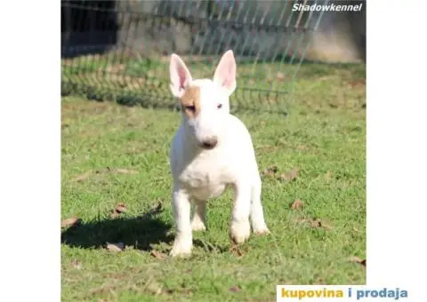 Mini Bull Terijer štenci - 6/13