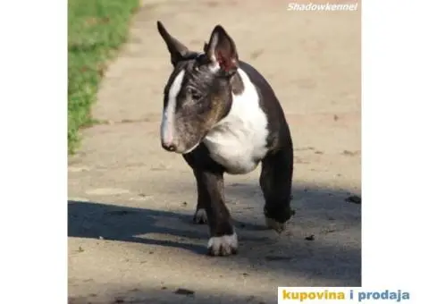 Mini Bull Terijer štenci - 7/13
