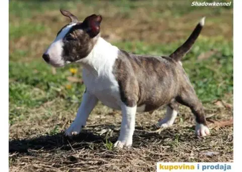 Mini Bull Terijer štenci - 8/13