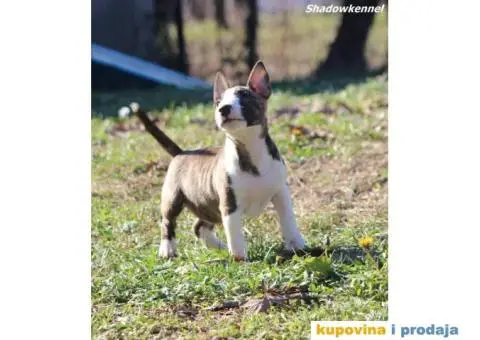Mini Bull Terijer štenci - 9/13