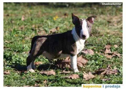 Mini Bull Terijer štenci - 10/13