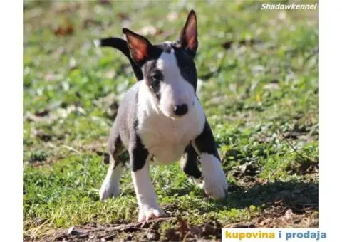 Mini Bull Terijer štenci - 11/13