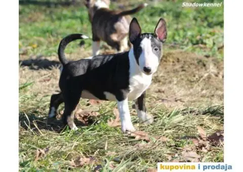 Mini Bull Terijer štenci - 12/13