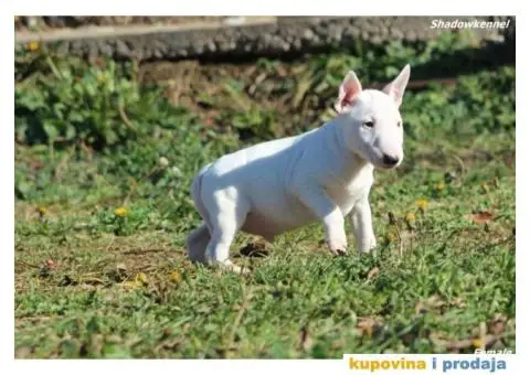 Mini Bull Terijer štenci - 13/13