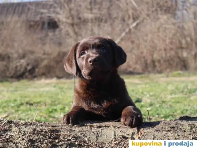 Labrador retriver čokoladni štenci - 1