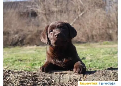Labrador retriver čokoladni štenci - 1/12