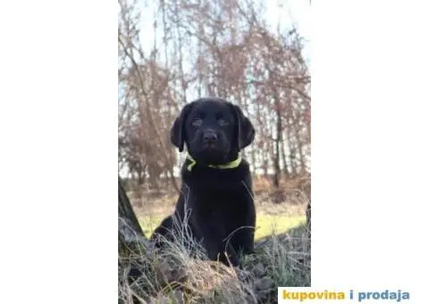 Labrador retriver čokoladni štenci - 2/12