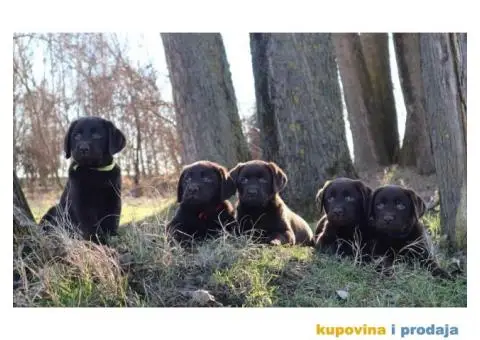 Labrador retriver čokoladni štenci - 3/12