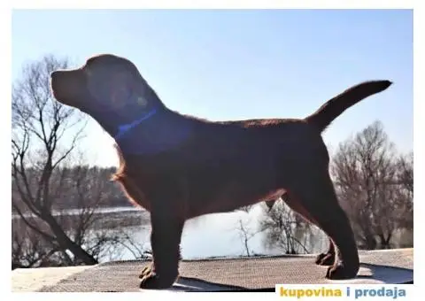 Labrador retriver čokoladni štenci - 4/12
