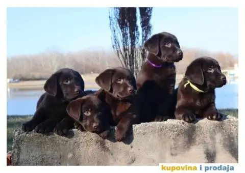 Labrador retriver čokoladni štenci - 5/12
