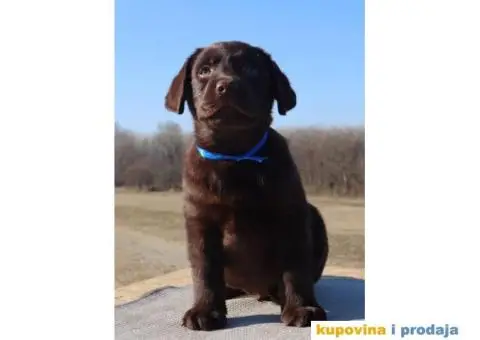 Labrador retriver čokoladni štenci - 6/12