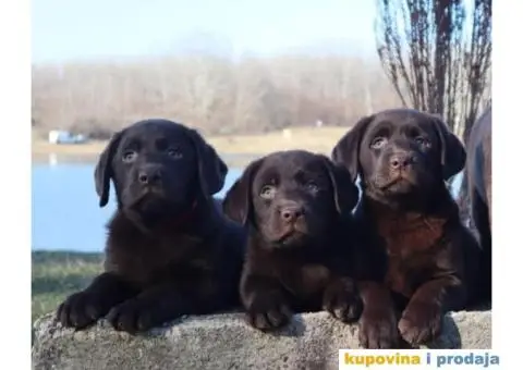 Labrador retriver čokoladni štenci - 7/12