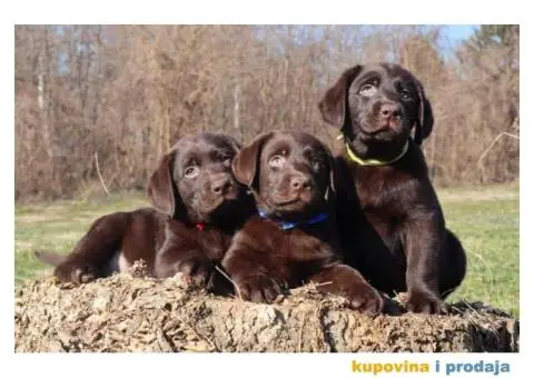 Labrador retriver čokoladni štenci - 8/12