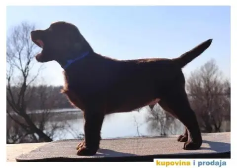 Labrador retriver čokoladni štenci - 9/12