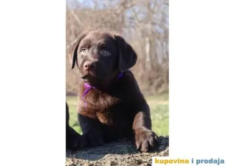 Labrador retriver čokoladni štenci - 10/12