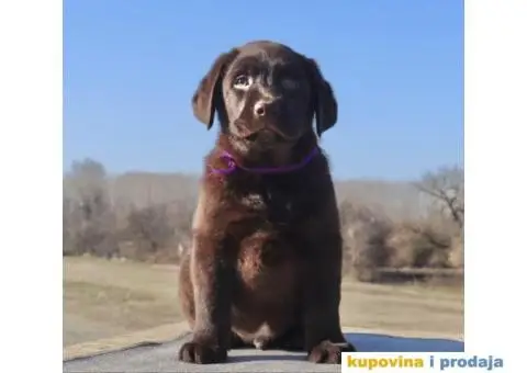 Labrador retriver čokoladni štenci - 11/12