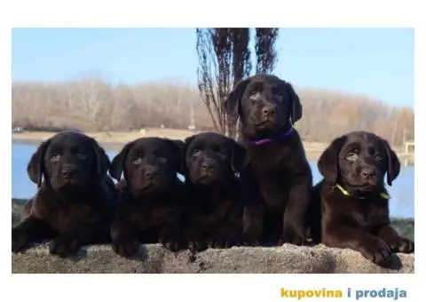 Labrador retriver čokoladni štenci - 12/12