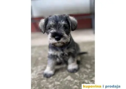 PATULJASTI ŠNAUCER - 1/4