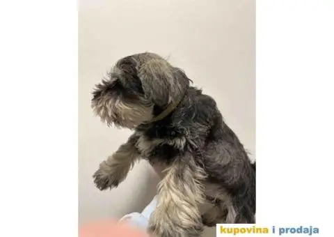 PATULJASTI ŠNAUCER - 2/4