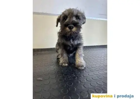 PATULJASTI ŠNAUCER - 3/4