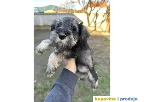 PATULJASTI ŠNAUCER - 4/4
