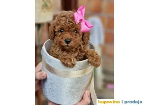 Preslatki stenci PUDLE spremni su za preuzimanje - 1/6