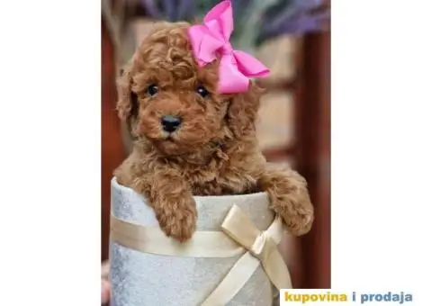 Preslatki stenci PUDLE spremni su za preuzimanje - 2/6