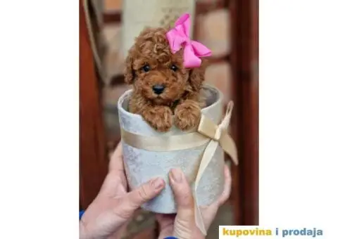 Preslatki stenci PUDLE spremni su za preuzimanje - 3/6