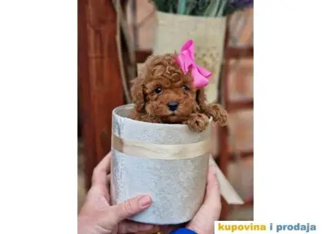 Preslatki stenci PUDLE spremni su za preuzimanje - 4/6