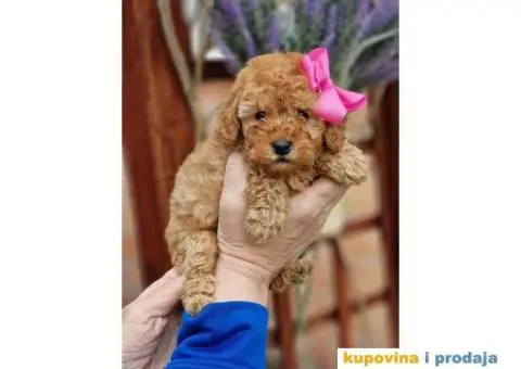 Preslatki stenci PUDLE spremni su za preuzimanje - 5/6