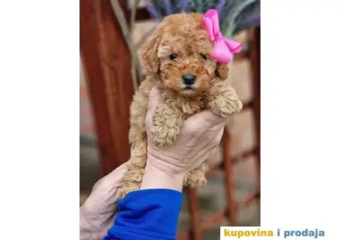 Preslatki stenci PUDLE spremni su za preuzimanje - 6/6