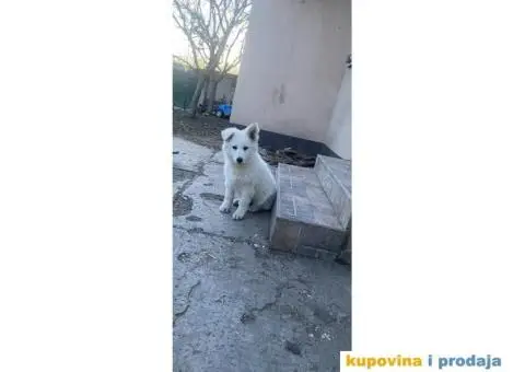 Beli švajcarski ovčar - 1/7