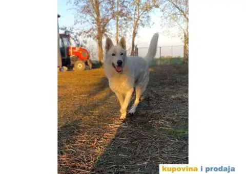 Beli švajcarski ovčar - 2/7