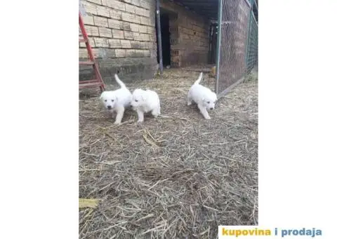 Beli švajcarski ovčar - 3/7