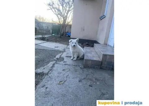 Beli švajcarski ovčar - 6/7