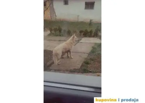 Beli švajcarski ovčar - 7/7