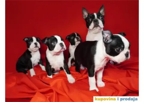 Boston terijer štenci - 1/13