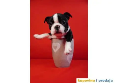 Boston terijer štenci - 2/13