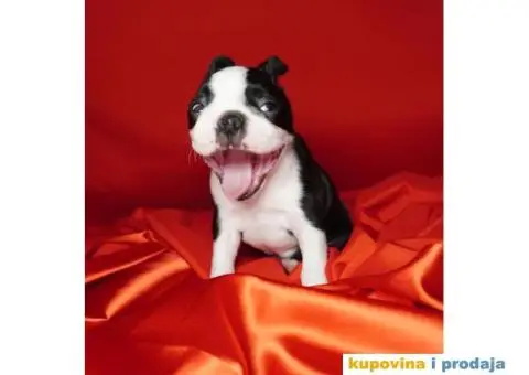 Boston terijer štenci - 3/13