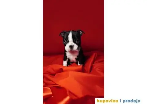 Boston terijer štenci - 4/13