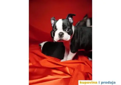 Boston terijer štenci - 5/13