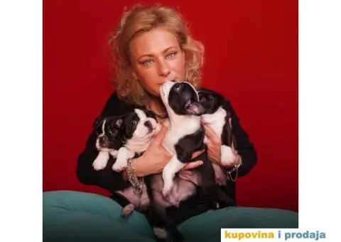 Boston terijer štenci - 6/13