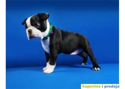 Boston terijer štenci - 7/13