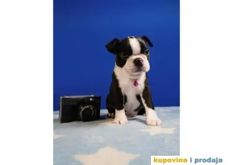 Boston terijer štenci - 8/13