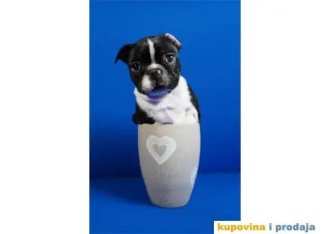 Boston terijer štenci - 9/13