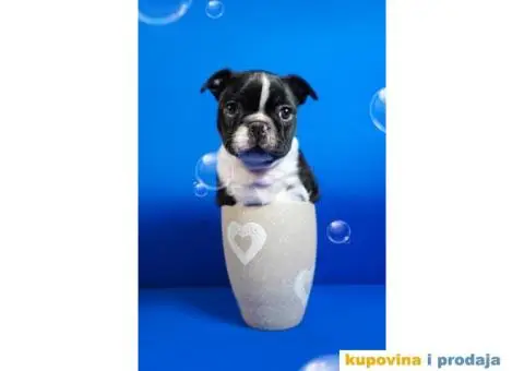 Boston terijer štenci - 10/13