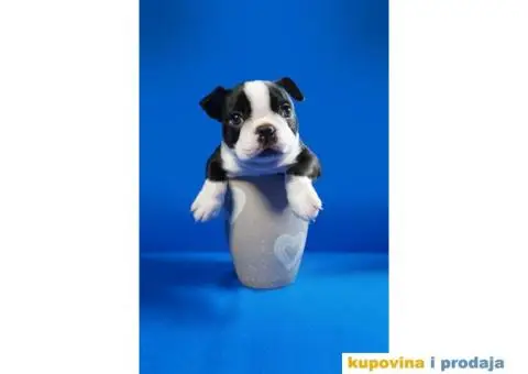 Boston terijer štenci - 11/13