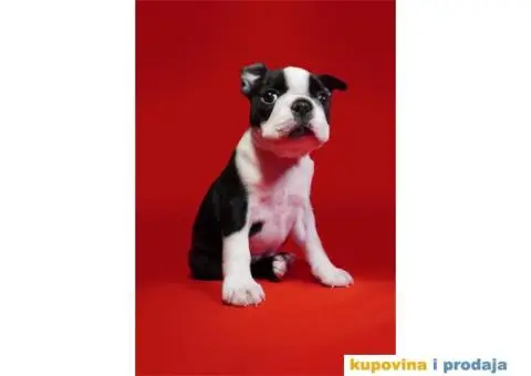 Boston terijer štenci - 12/13